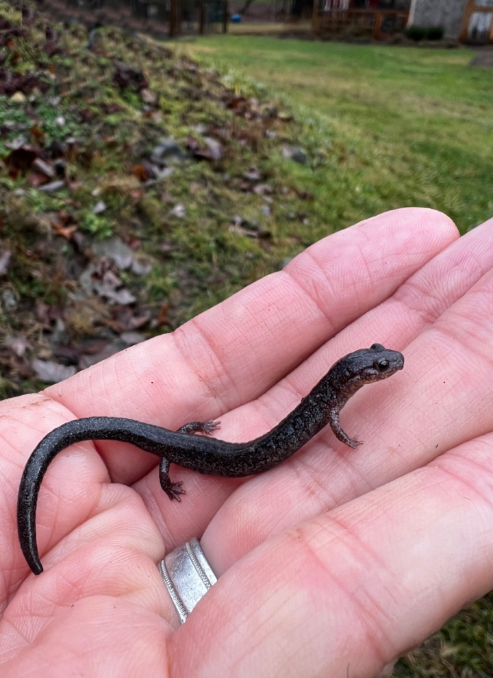 Redback Salamander